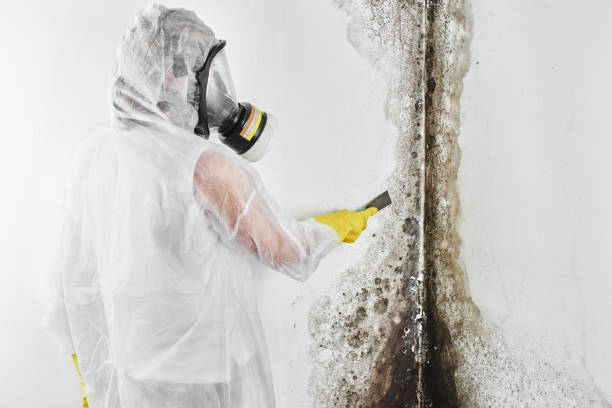 Best Commercial Mold Removal  in Wilburton, OK
