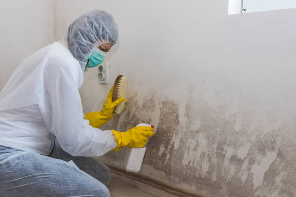 Best Mold Removal Near Me  in Wilburton, OK