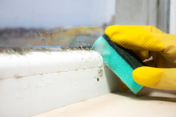 Trusted Wilburton, OK Mold Removal Experts