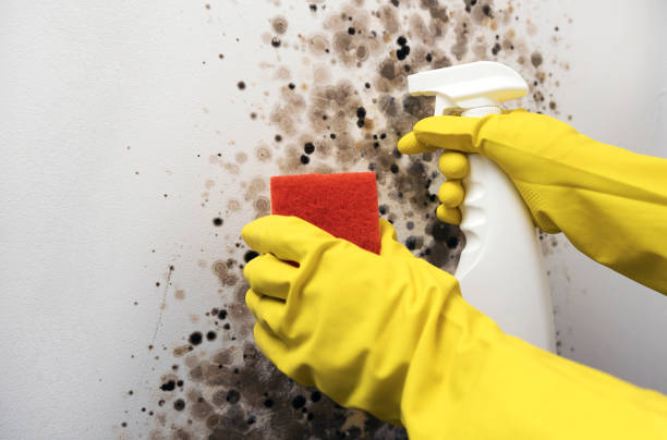 Crawl Space Mold Removal in Wilburton, OK