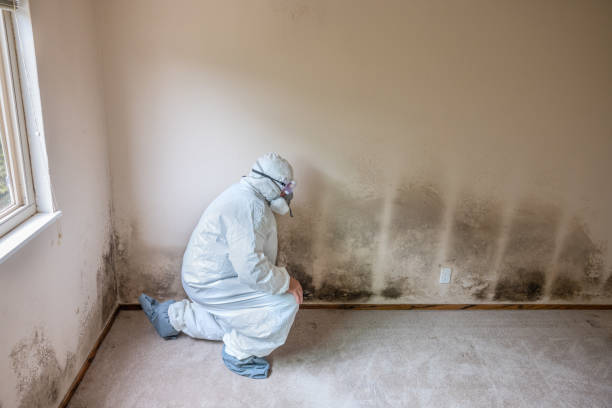 Mold Removal Process in Wilburton, OK
