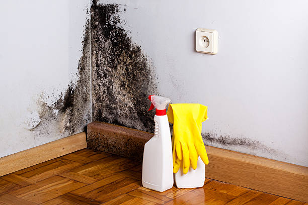 Best Certified Mold Removal  in Wilburton, OK