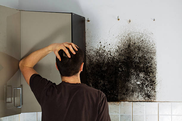 Best Toxic Mold Removal  in Wilburton, OK