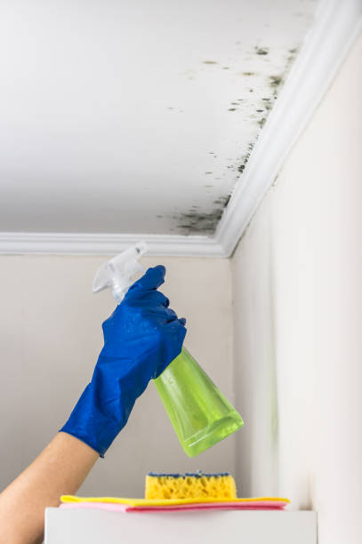 Office Mold Removal Services in Wilburton, OK